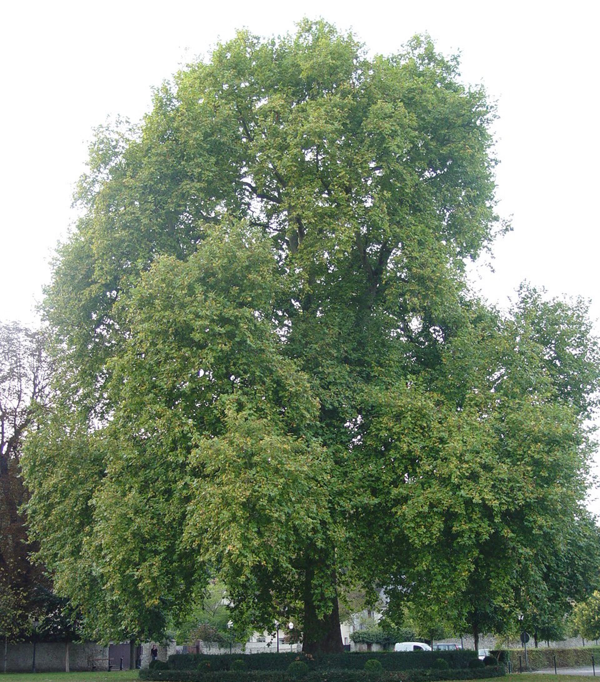 Platane de la place de la Foulerie classé Arbre remarquable en 2015